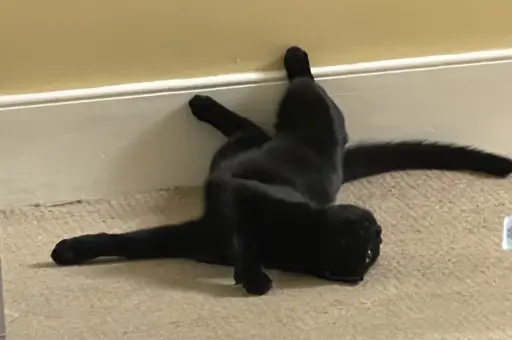 Black cat with limbs improbably splayed