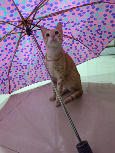 orange cat sitting under a pink umbrella