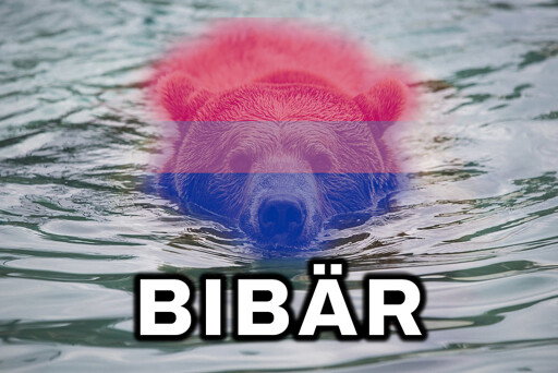 Grizzly-Bär schwimmt im Wasser, der Bär ist eingefärbt in den Farben der Bisexualität-Pride-Flagge, darunter steht „Bibär“